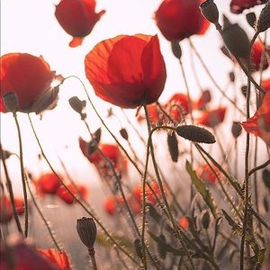 Meet your Posher, Lyn